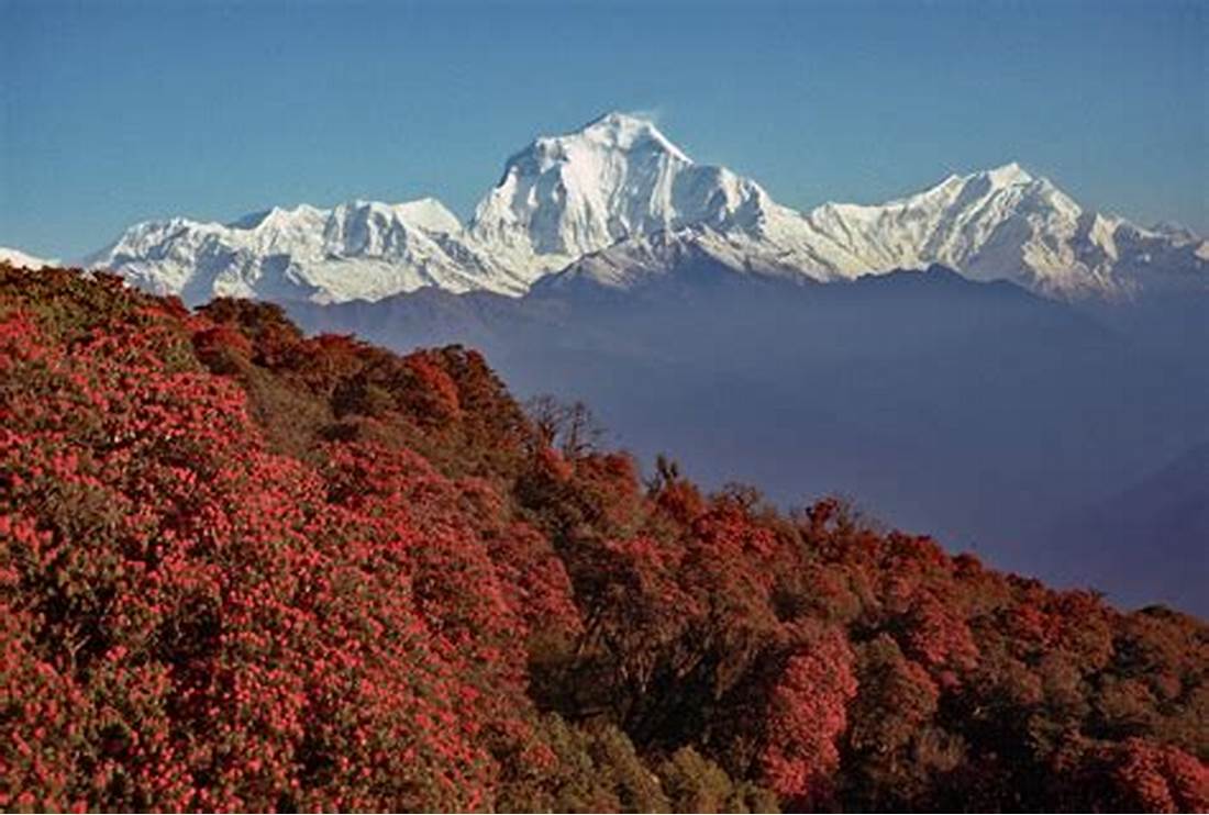 ताप्लेजुङ्ग जिल्ला : विश्वकै गुराँसहरुको राजधानी