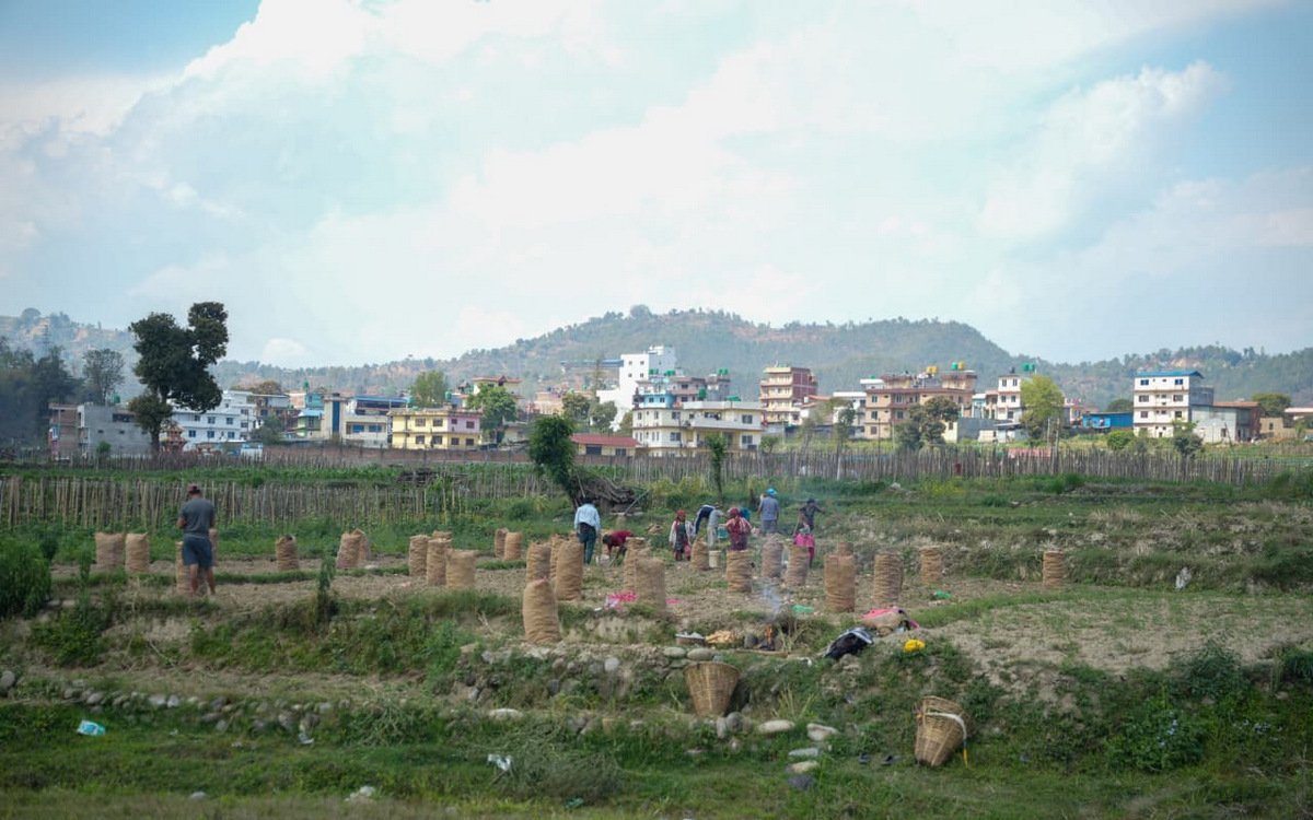 पाँचखालका किसानलाई आलु खन्ने चटारो, मूल्य नपाउँदा निराश