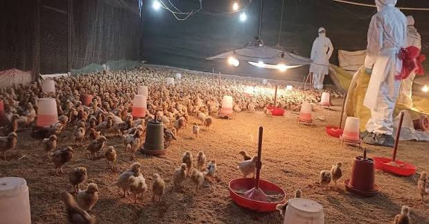 भक्तपुरमा पंक्षीमा लाग्ने ‘बर्डफ्लु’ पुष्टि