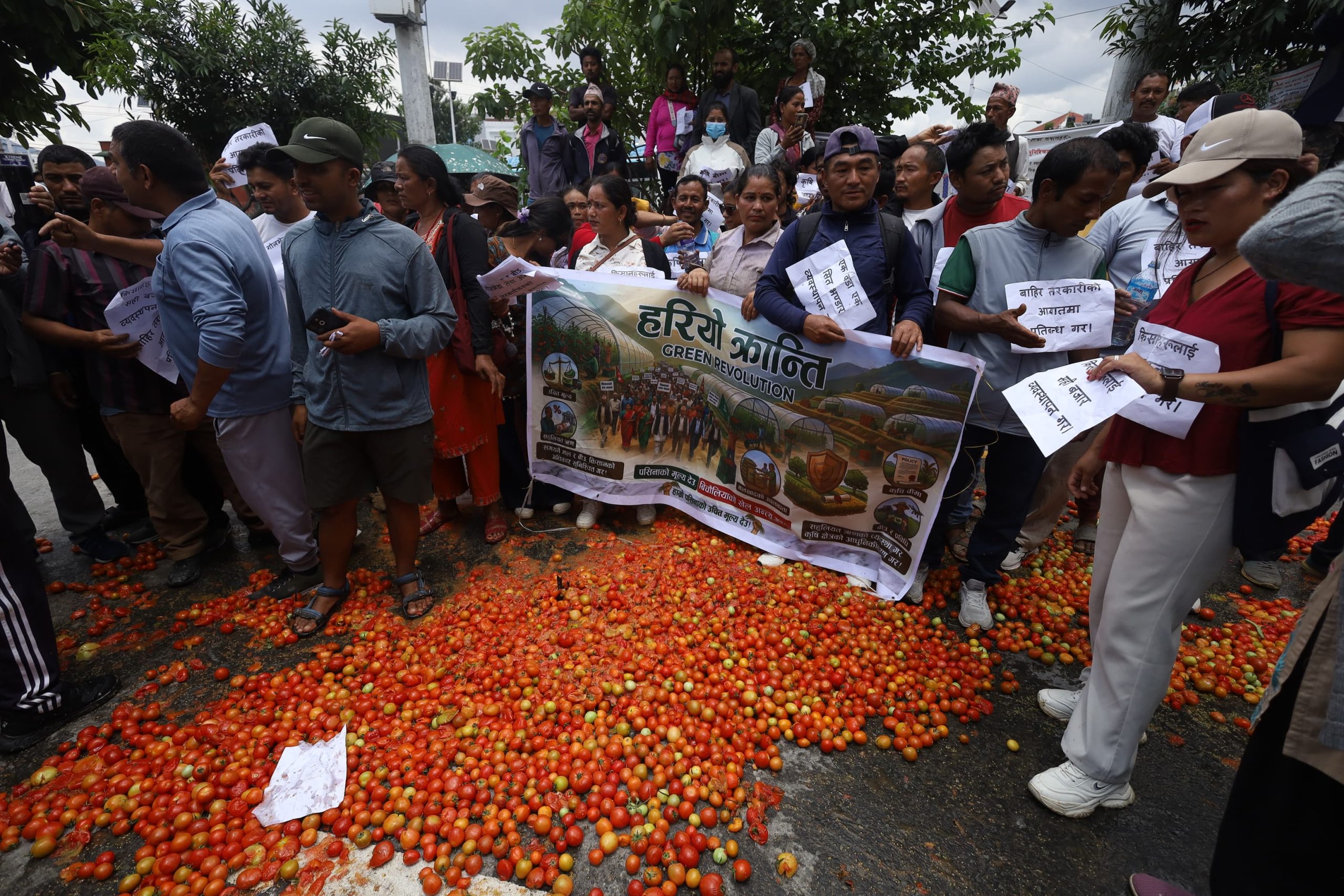 उचित मूल्य नपाएको भन्दै किसानले सडकमा फाले गोलभेँडा