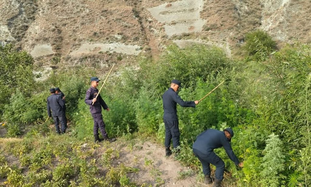 डोल्पामा १० रोपनीमा लगाइएको गाँजा नष्ट